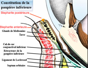BLEPHARITES A et P
