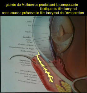 PAUPIERE INF MEIBOMIUS 3 copie