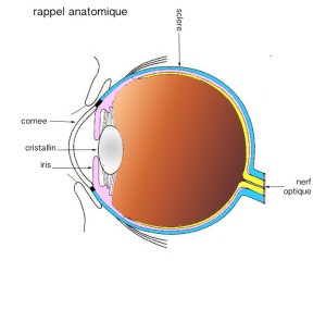 RAPPEL anatomique