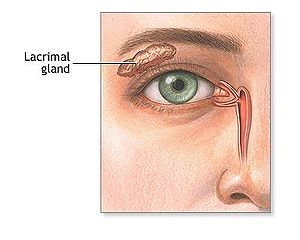 Glande lacrymale